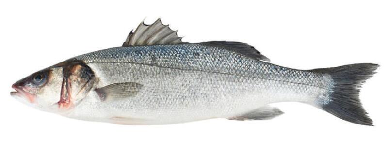 鲈鱼是河鱼还是海鱼