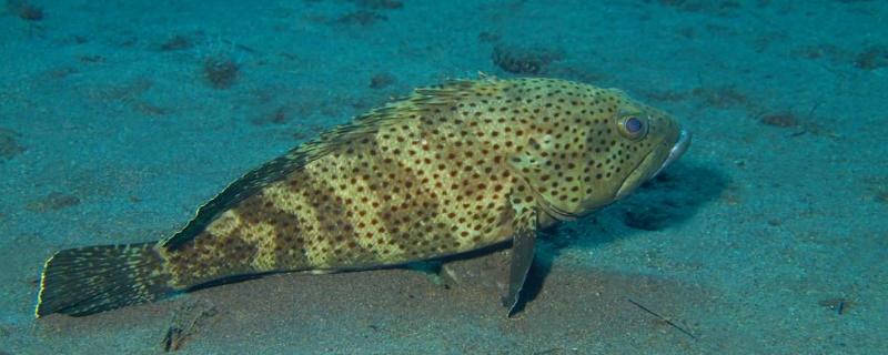 淡水石斑鱼养殖技术和环境淡水石斑鱼与桂花鱼有什么区别