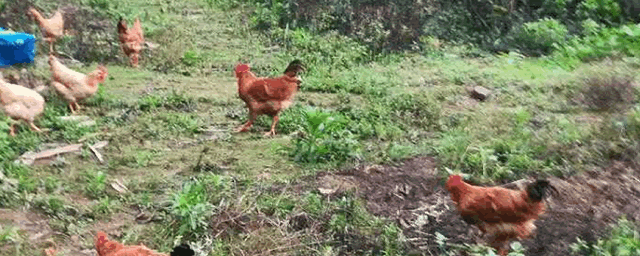 小鸡拉稀怎么回事