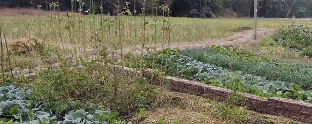 鹅养多久会下蛋