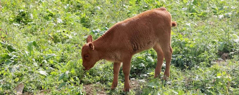 刚下的小牛犊喘怎么办是什么原因引起的