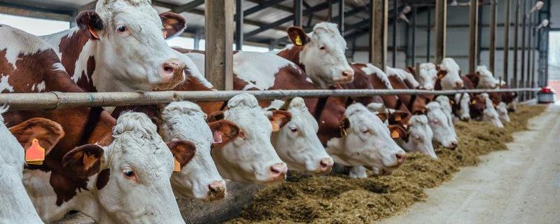 牛舍消毒用什么消毒液猪舍和牛舍要求多远距离才好