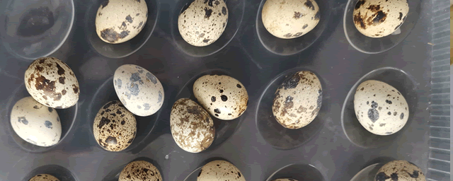 怎么提高鹌鹑蛋产量