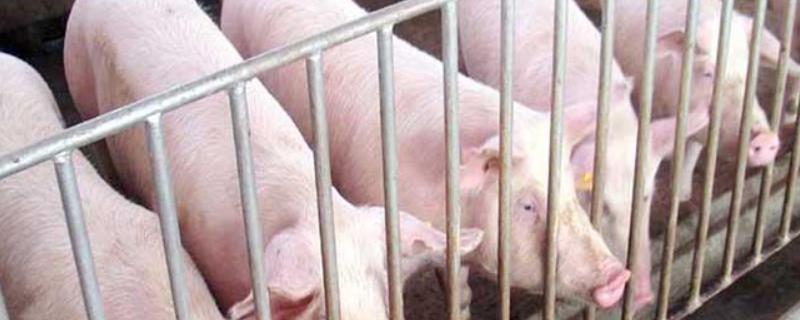 猪不吃食发抖是什么病保育猪不吃食消瘦怎么办