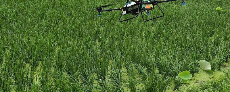 代森铵能打死青苔吗与乙蒜素有什么区别