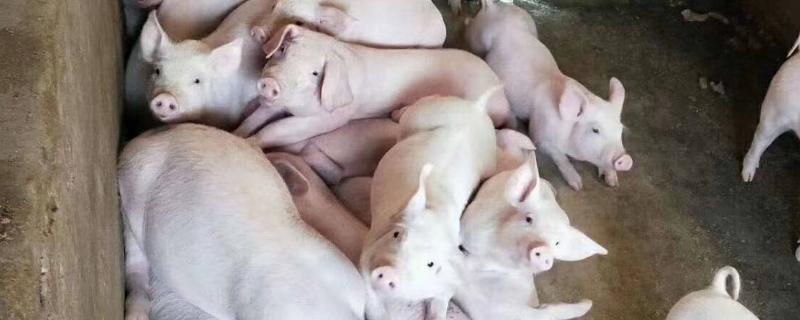 母猪在怀孕期不能做哪些疫苗母猪难产处理方法及产后处理方法