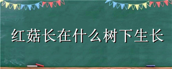 红菇长在什么树下生长