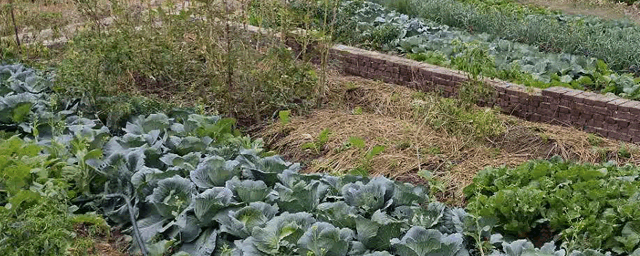 阳台种什么菜好