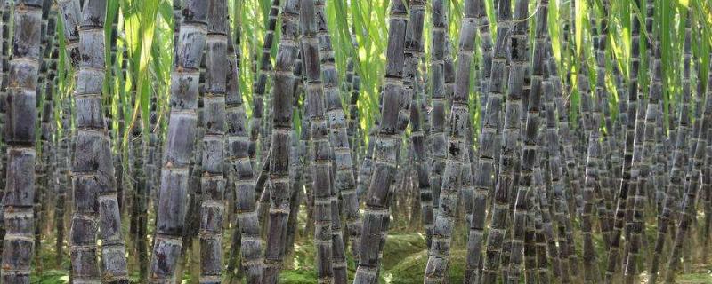 桂糖44号甘蔗特点亩产可达几顿