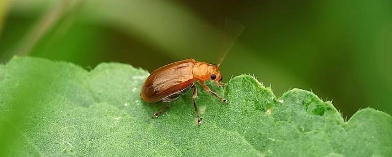 黄守瓜用什么农药治