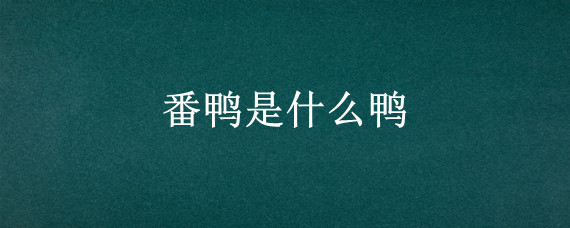 番鸭是什么鸭