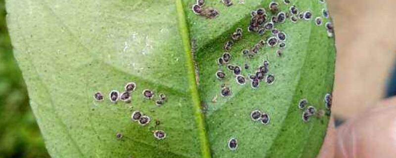 黑刺粉虱用什么农药