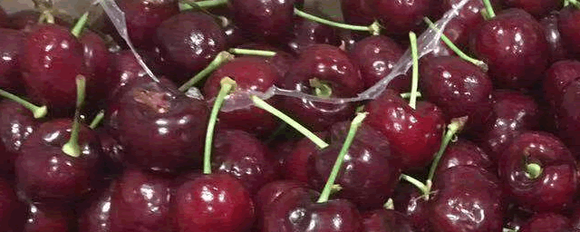 樱桃适合什么地方种植