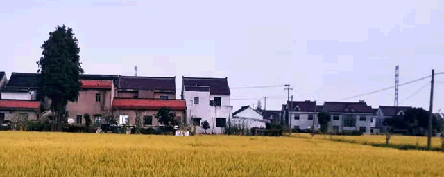 在农村如何致富