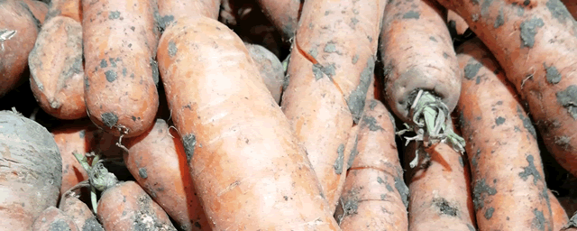 什么时候种萝卜