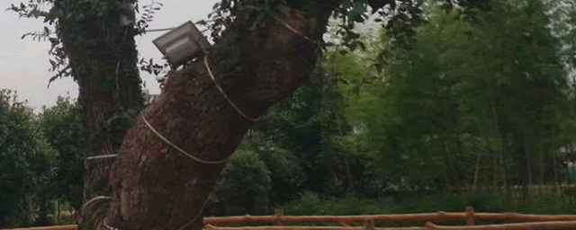 怎么补救下垂的橡皮树