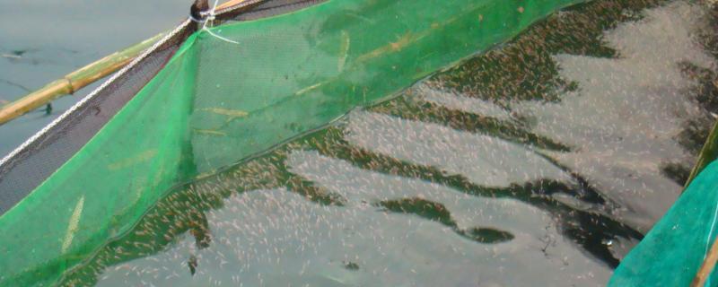 水产养殖8大水质指标钙镁多少正常