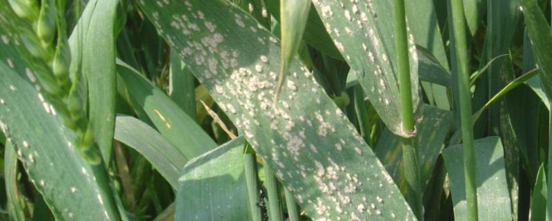 小麦白粉病的危害大吗后期还用防治么
