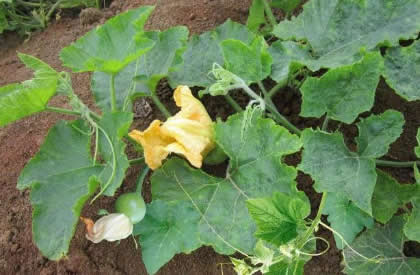 南瓜需要追肥吗？怎样合理追肥？