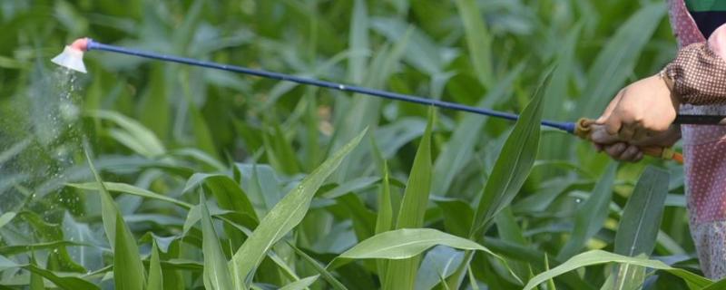 磷酸二氢钾肥害的表现一亩大概喷施多少斤