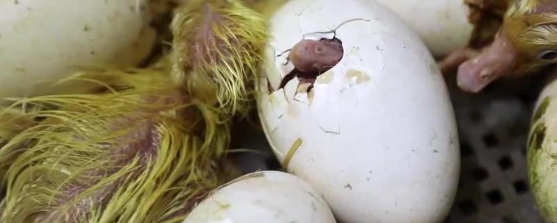 孵鹅蛋的步骤孵鹅蛋温度和湿度是多少?