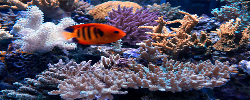 什么龟能和鱼混养