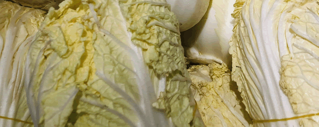 冬白菜什么时候播种