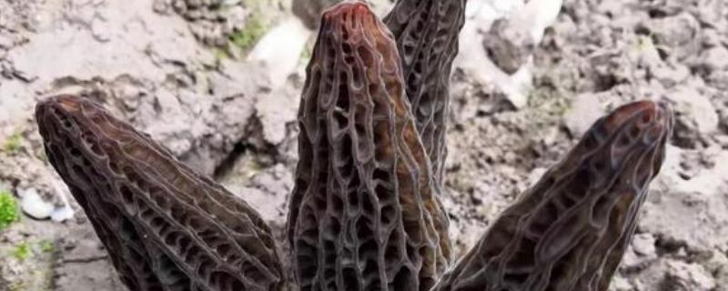 种植羊肚菌一亩地要多少成本种植前景如何