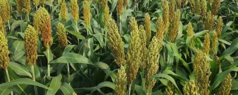 种植高粱一亩地需要多少成本对土壤的PH值有什么要求