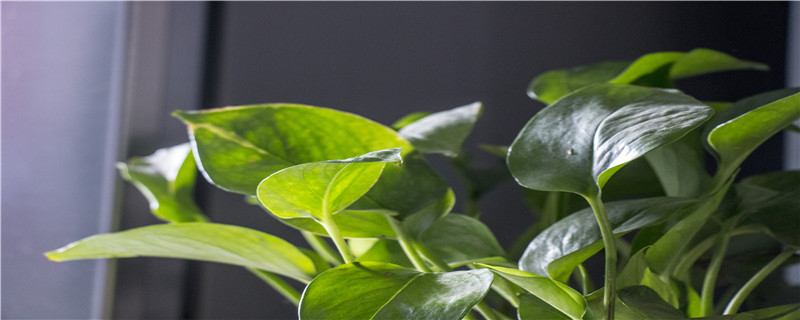 绿萝过冬怎么养