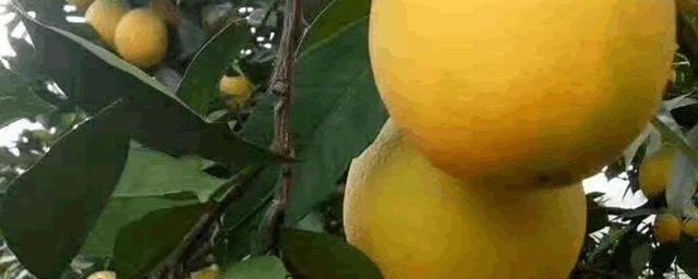 果树嫁接什么时间最好