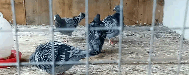 种鸽的价格多少钱一对