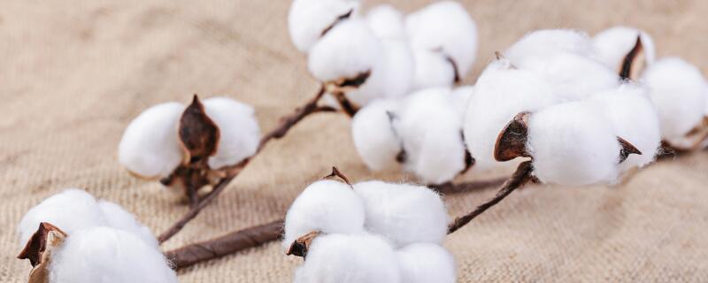 棉花什么时候浇水