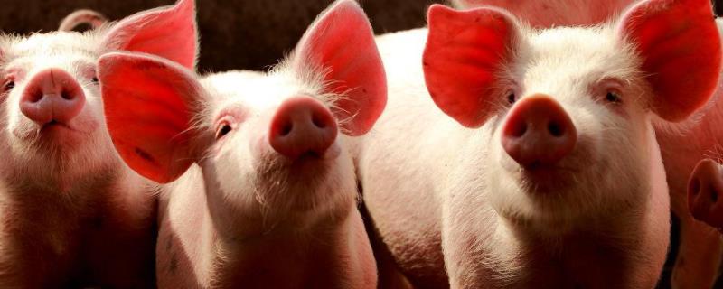 猪突然死亡腹部鼓胀是什么原因导致的