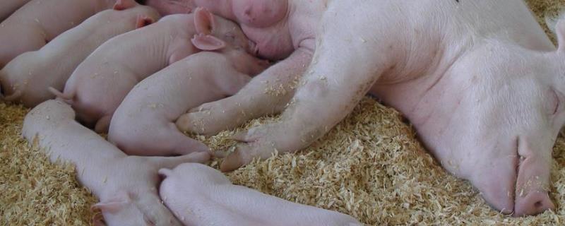 母猪产后不吃食的治疗产后打什么消炎针好