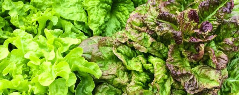 莴苣病害图片及防治叶子能吃吗