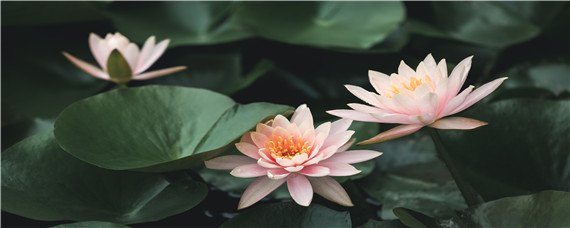 睡莲种子怎么发芽快