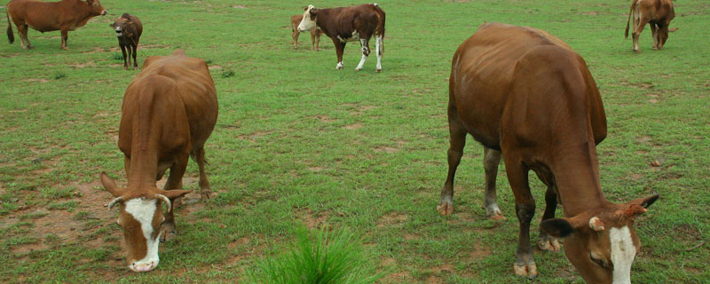 肉牛繁殖一次多少头