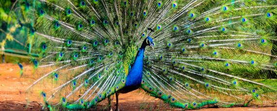 孔雀孵化技术注意事项