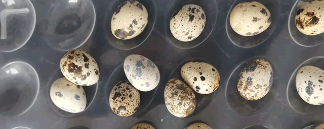 鹌鹑的养殖前景怎么样