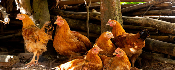 鸡的生长周期是多久