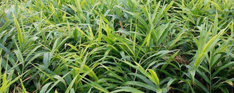 生姜秸秆喂羊可以吗如何有效利用