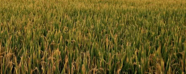 水稻拔节期可以晒田吗