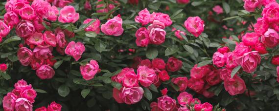 月季适合什么土壤