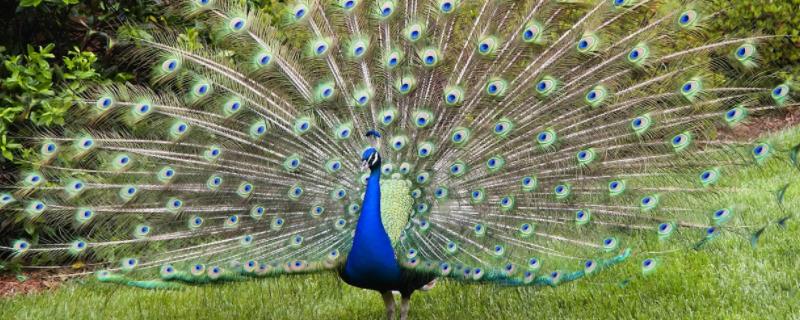 孔雀养殖需要什么证件附养殖方法