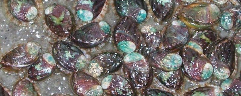 鲍鱼盐度和温度是多少鲍鱼生活在海底什么位置