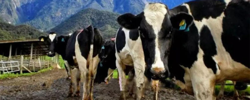 奶牛存栏量是什么意思