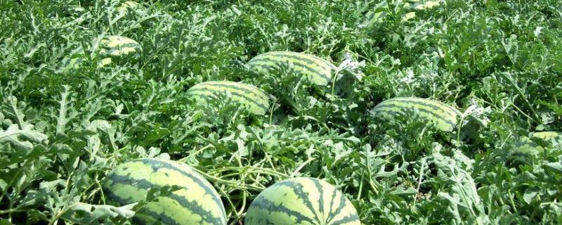 西瓜怎么种植的方法早春西瓜育苗技术
