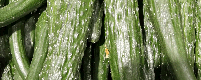 大棚越冬黄瓜栽培方法