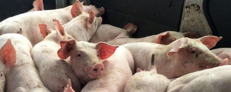 怎样让猪自由采食不拉稀自由采食和定量喂养哪个好